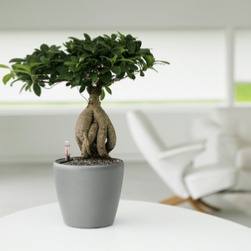 office-plants-london-bonsai