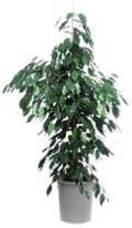 office-plants-weeping-fig