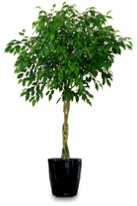 Ficus-benjamina-braided-stem-office-plant