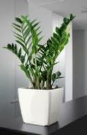 office-plants-Zamioculcas